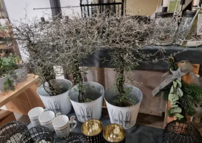 Winterliche Zweige in Übertöpfen, Blumen Rosenhammer Oetz