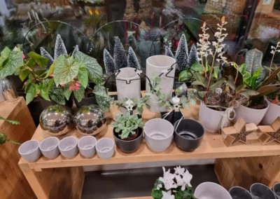 Weihnachtliche Accessoires und Pflanzen, Blumen Rosenhammer Oetz
