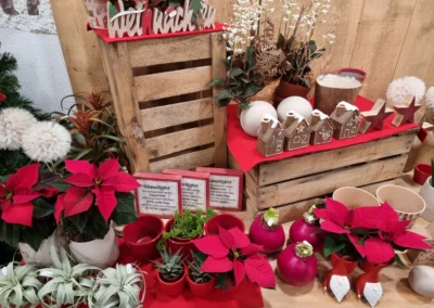 Holzkisten mit Weihnachtssternen und Dekoration, Blumen Rosenhammer Oetz