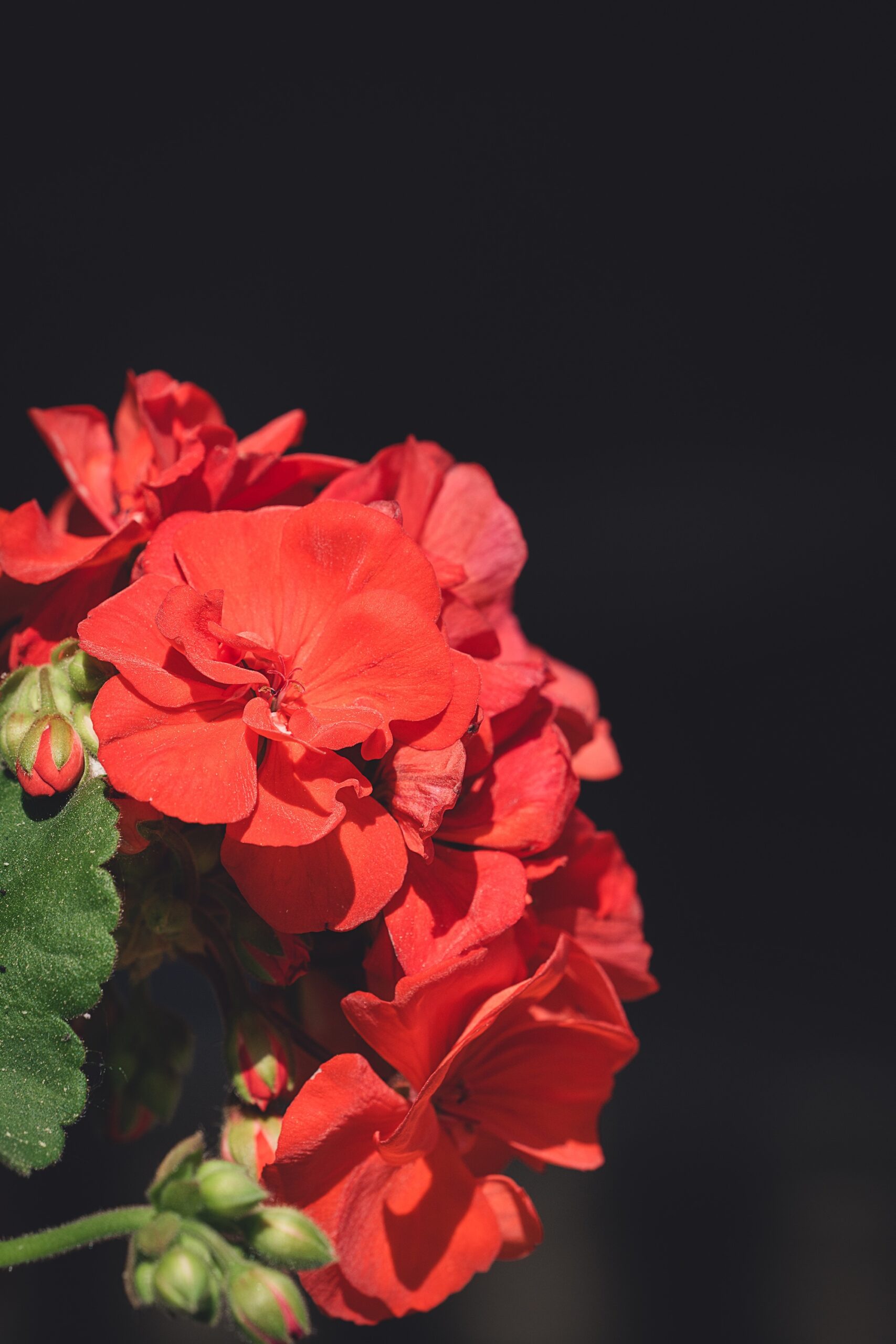 Balkonblumen